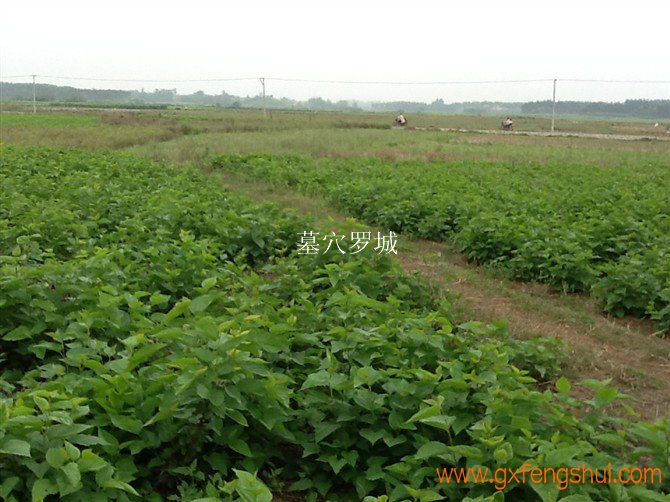 2012年4月2日去横县为顾客选取考察阴宅风水