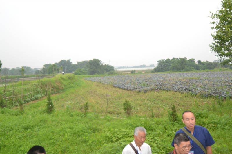 广西风水网 黄俊文师傅对王震曾祖父母坟风水考察点评