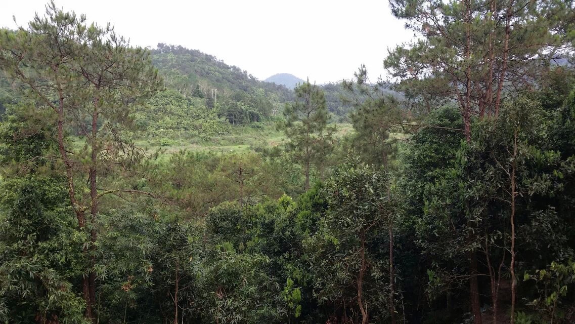 广西风水大师：犀牛下山穴