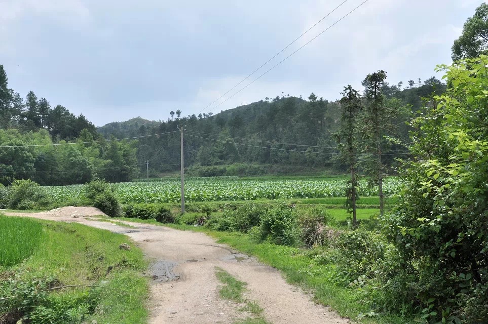 风水国师廖均卿墓风水点评